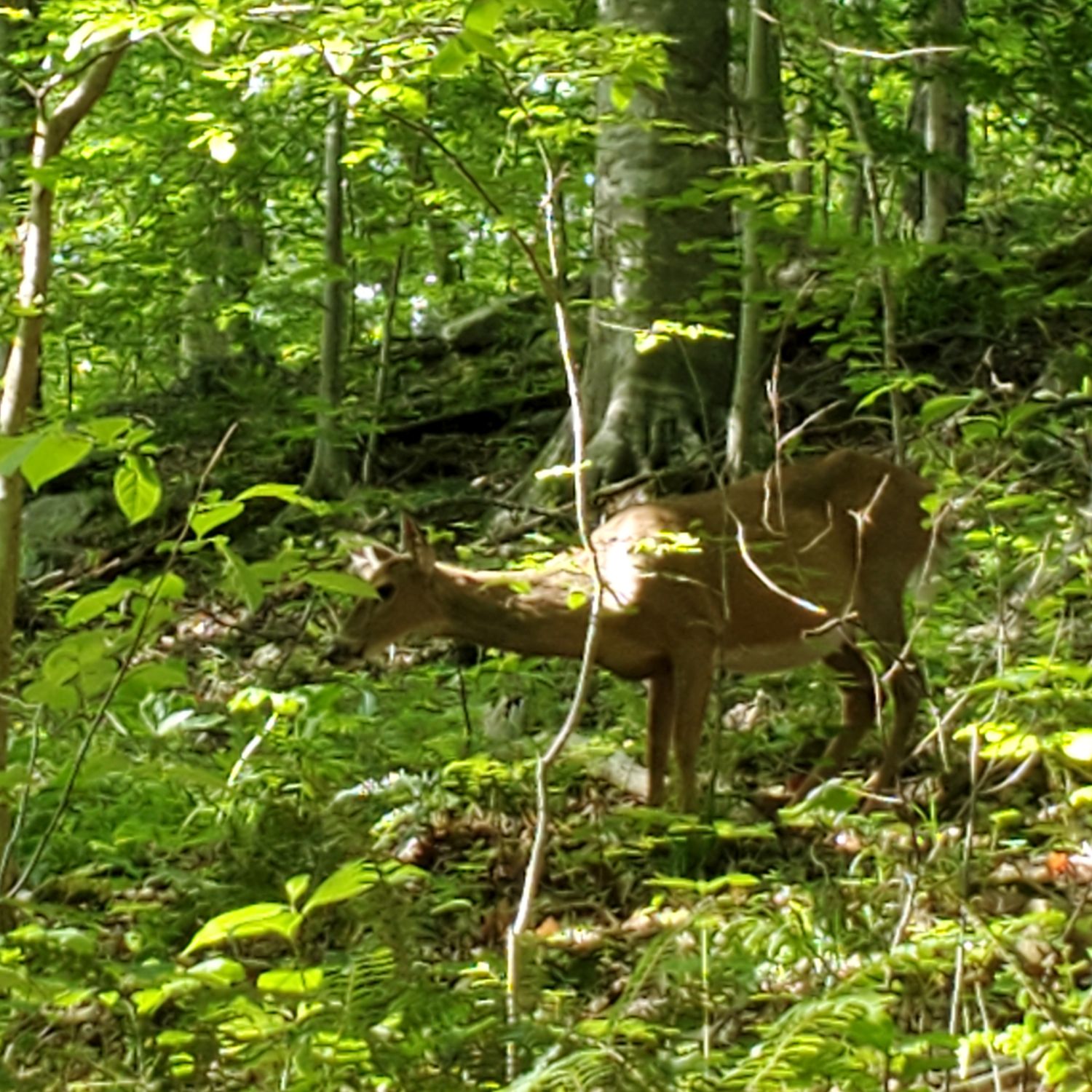 Mammouth Cave National Park Hike 